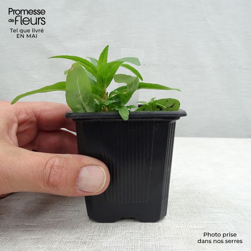 Spécimen de Astrance - Astrantia major Rubra Godet de 8/9 cm tel que livré au printemps