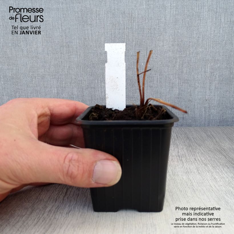 Spécimen de Astrance - Astrantia major Ruby Flame Godet de 8/9 cm tel que livré en hiver