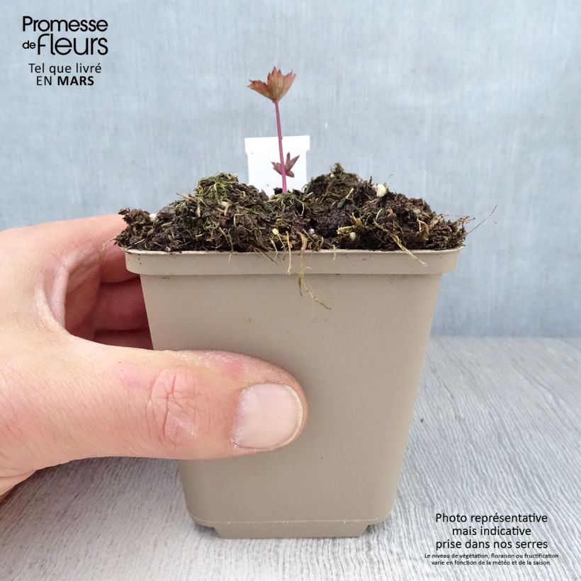 Spécimen de Astrance - Astrantia major Ruby Star Godet de 8/9 cm tel que livré au printemps