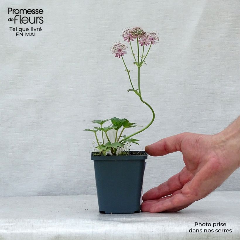 Example of Astrance - Astrantia major Star of Treasure Godet de 8/9 cm as you get in printemps