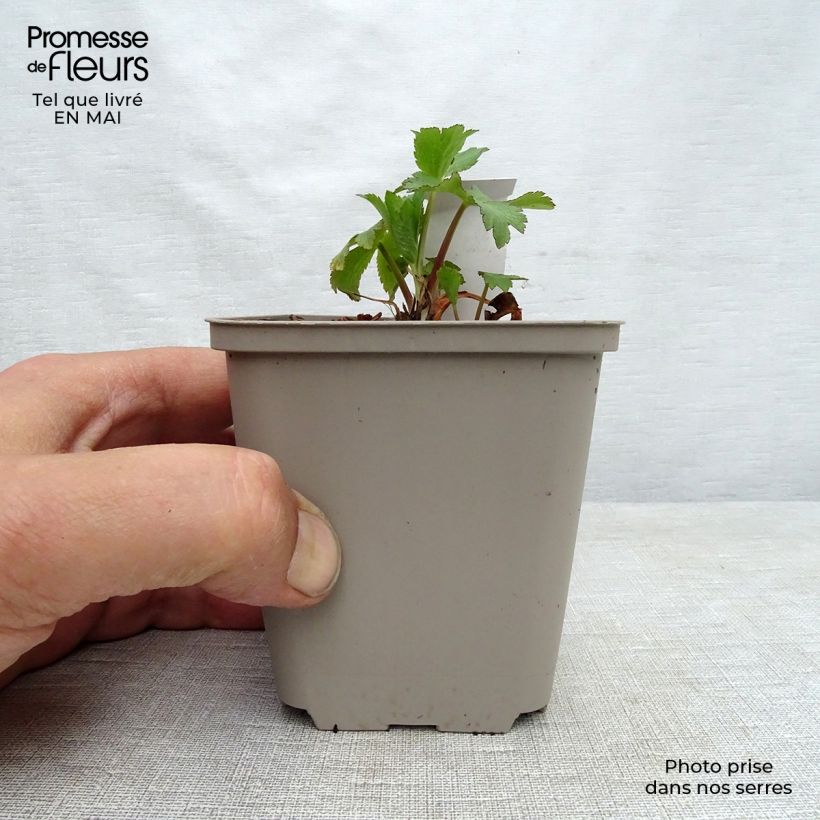 Example of Astrance - Astrantia maxima Godet de 8/9 cm as you get in printemps