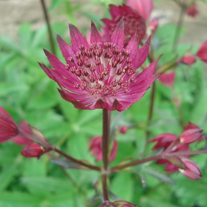 Astrance - Astrantia major Ruby Wedding (Flowering)