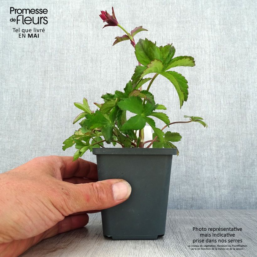 Example of Astrantia major Cerise Button - Grande astrance Godet de 8/9 cm as you get in printemps