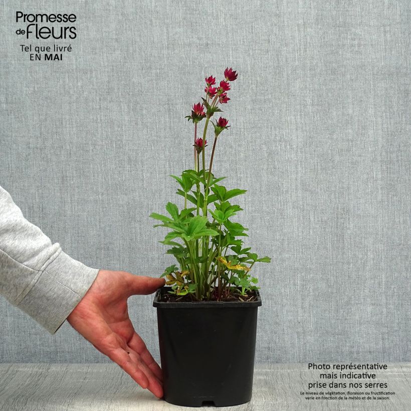 Example of Astrantia major Cerise Button - Grande astrance Pot de 2L/3L as you get in printemps