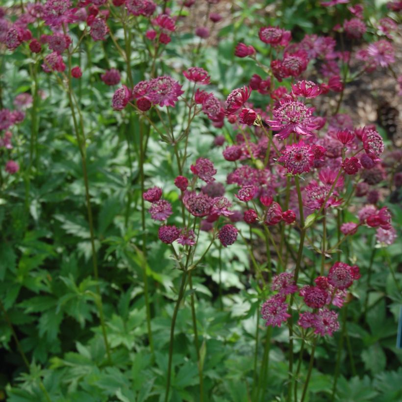 Astrance - Astrantia major Lars (Plant habit)