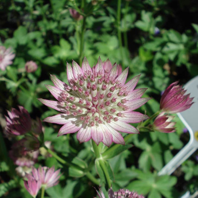 Astrance - Astrantia major Roma (Flowering)