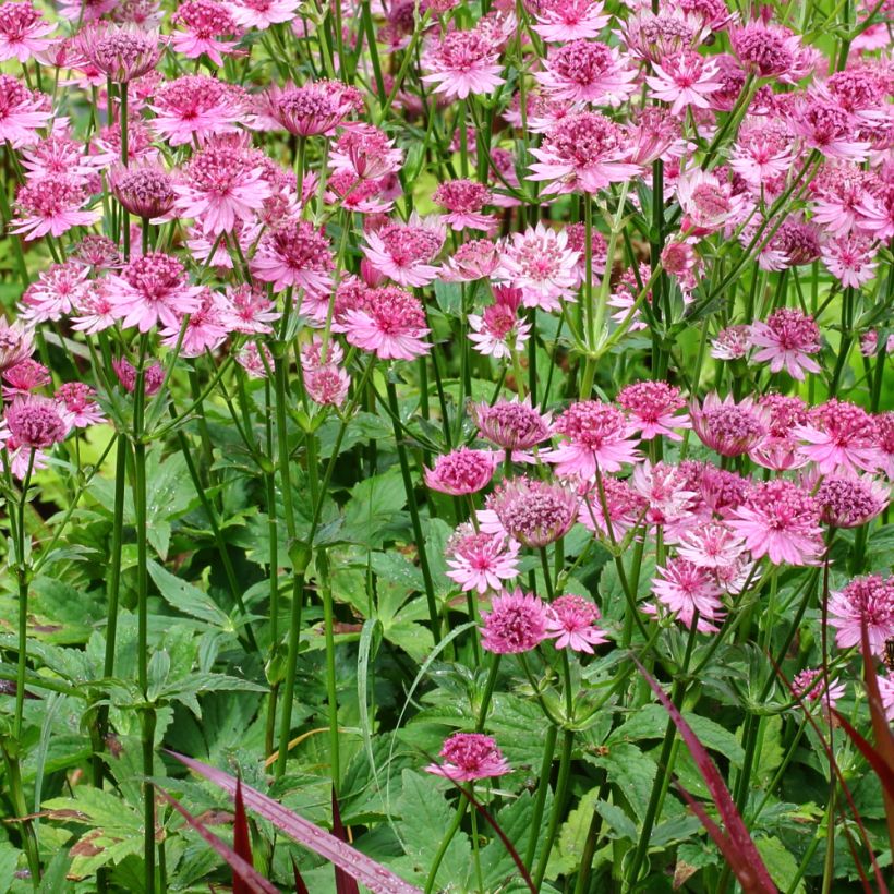 Astrance - Astrantia major Rosensinfonie (Plant habit)