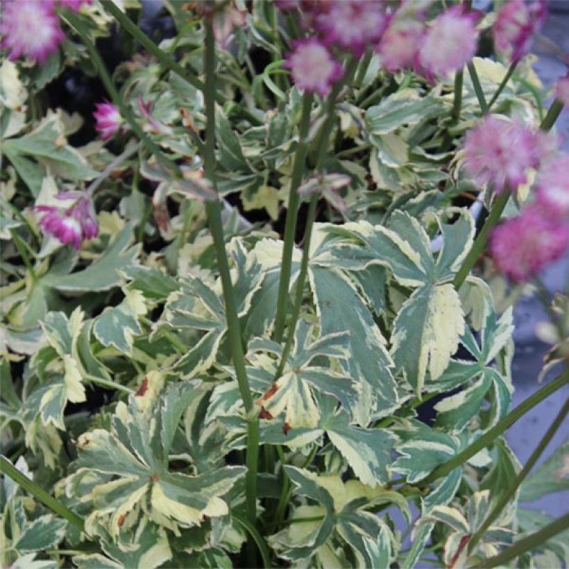 Astrance - Astrantia major Star of Magic (Foliage)