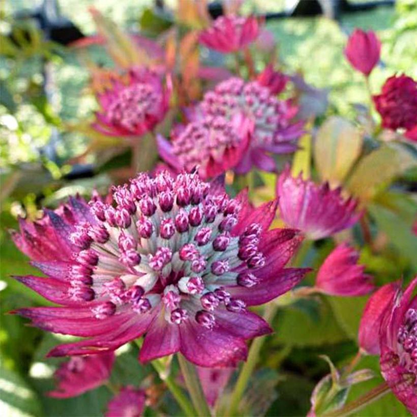 Astrance - Astrantia major Star of Treasure (Flowering)