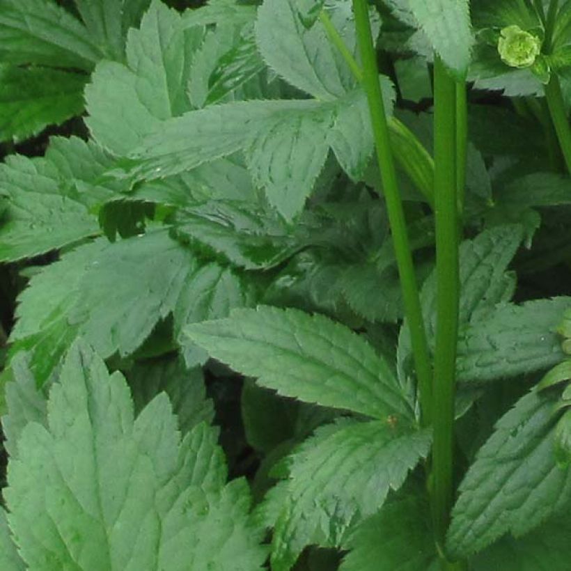 Astrantia major Washfield - Grande astrance  (Feuillage)