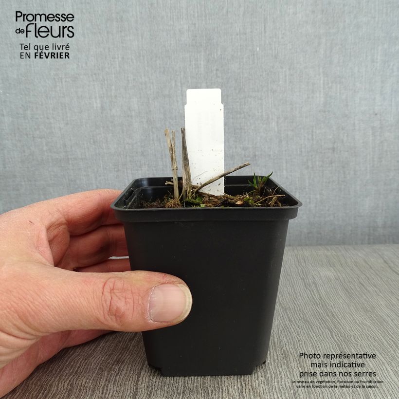 Spécimen de Astrantia major Washfield - Grande astrance  Godet de 8/9 cm tel que livré en hiver