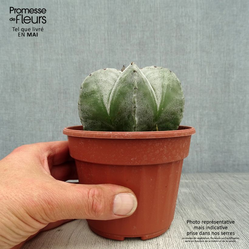 Example of Astrophytum myriostigma - Bonnet d'evêque Pot de 12 cm / 13 cm as you get in printemps