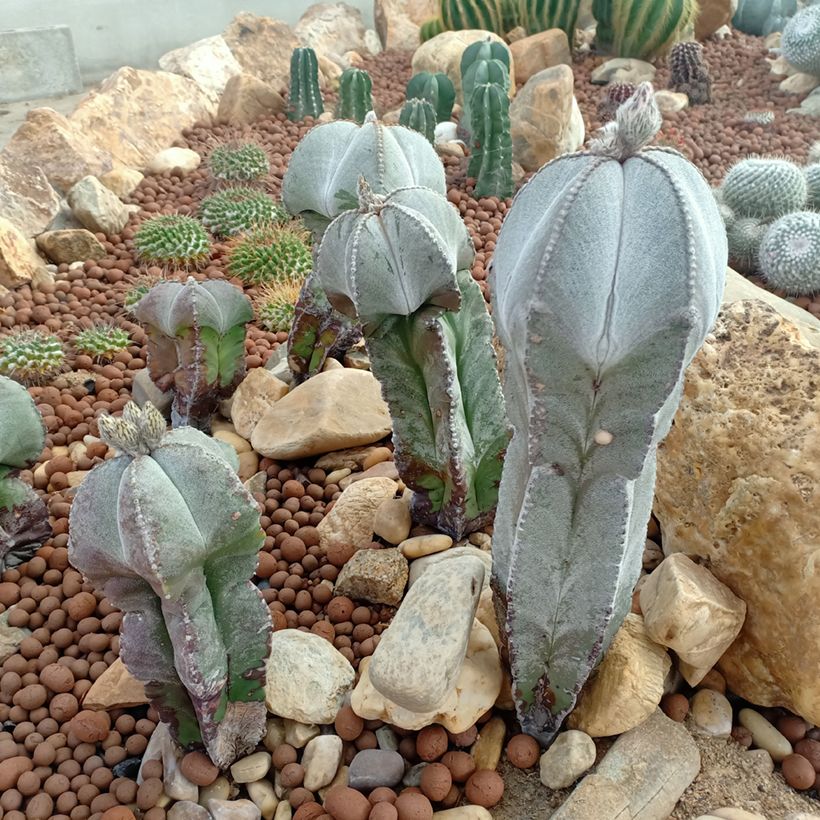 Astrophytum myriostigma - Bonnet d'evêque (Plant habit)