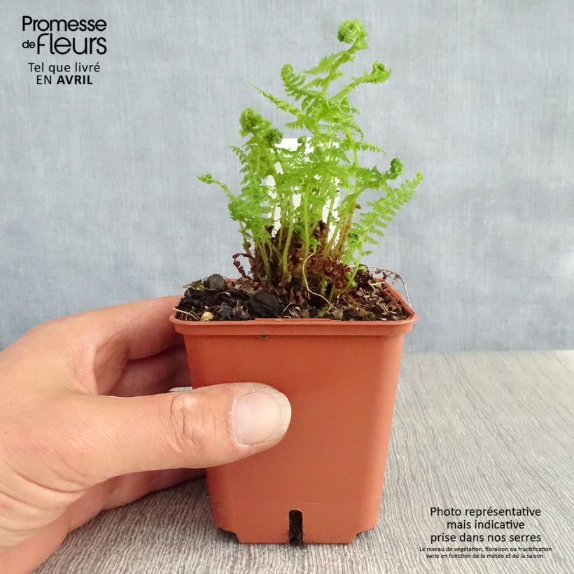 Spécimen de Athyrium filix-femina - Fougère femelle Godet de 8/9 cm tel que livré au printemps
