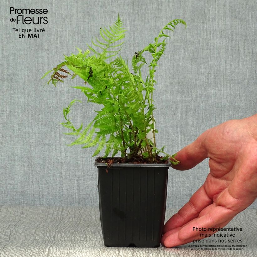 Spécimen de Athyrium filix-femina Lady in Red - Fougère femelle Godet de 8/9 cm tel que livré au printemps