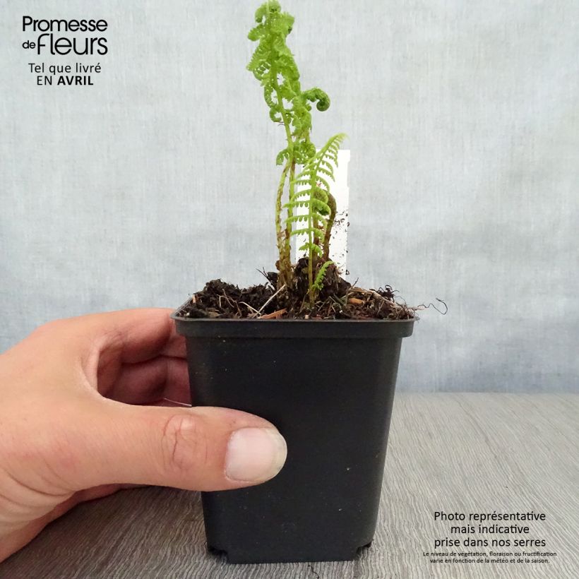 Spécimen de Athyrium filix-femina Rotstiel - Fougère femelle Godet de 8/9 cm tel que livré au printemps