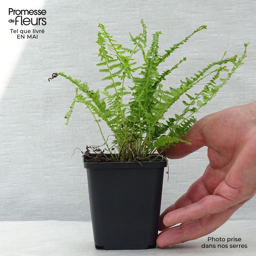 Spécimen de Athyrium filix-femina Victoriae - Fougère femelle Victoriae Godet de 8/9 cm tel que livré au printemps
