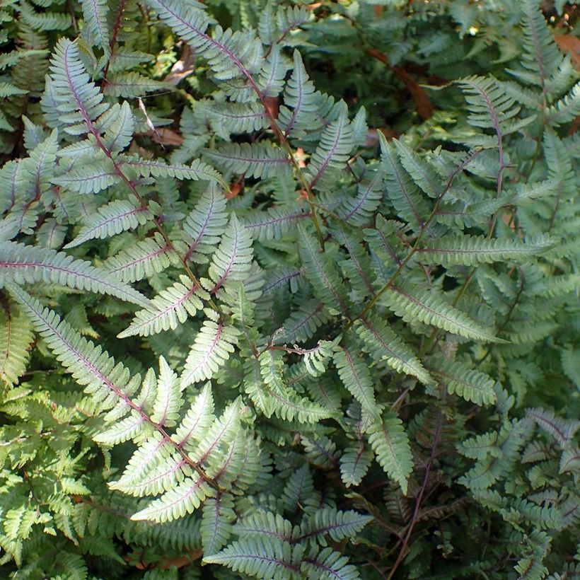 Athyrium niponicum Burgundy Lace - Fougère japonaise (Plant habit)