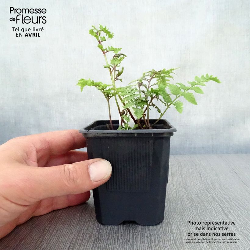 Example of Athyrium niponicum Pictum - Fougère japonaise Godet de 8/9 cm as you get in printemps