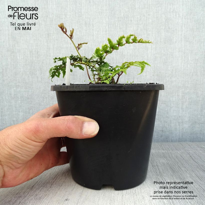 Example of Athyrium niponicum Pictum - Fougère japonaise Pot de 2L/3L as you get in printemps