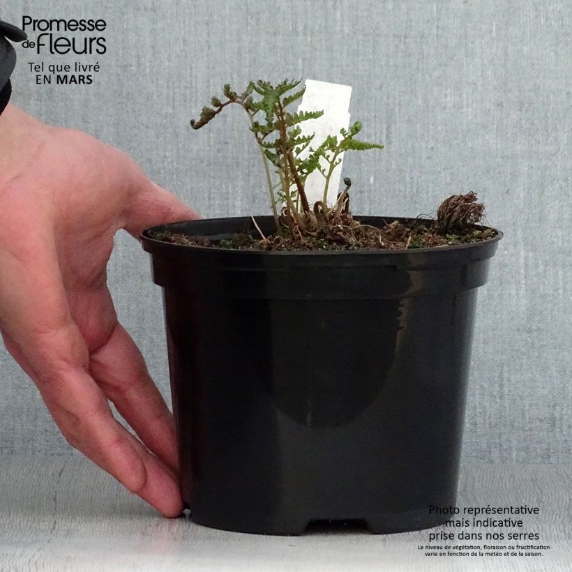 Spécimen de Athyrium niponicum pictum Metallicum - Fougère femelle japonaise Pot de 2L/3L tel que livré au printemps