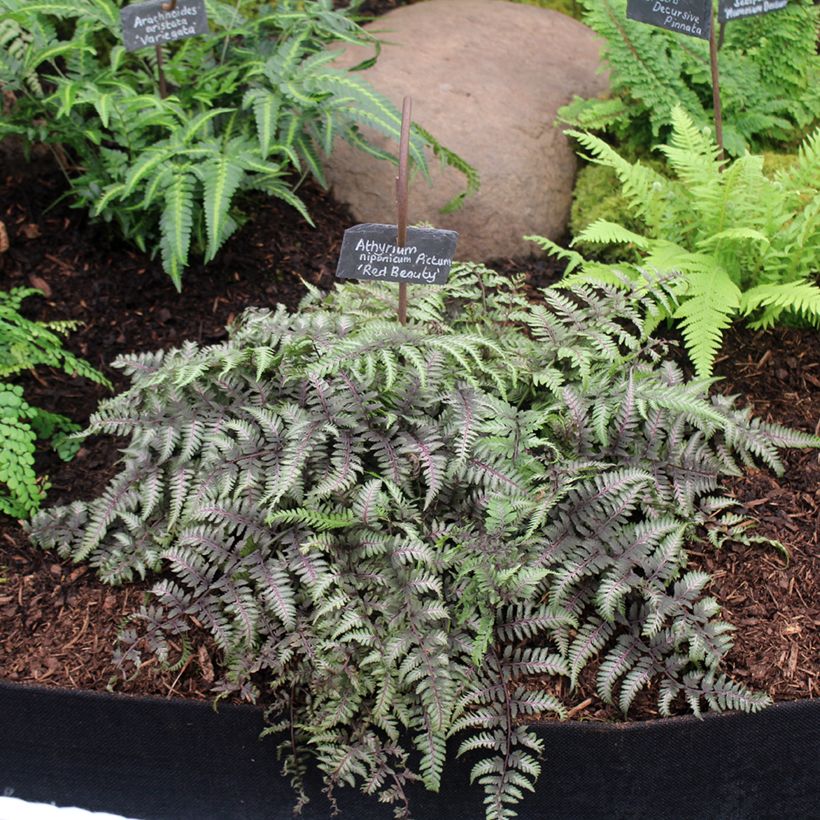 Athyrium niponicum var. pictum Red Beauty - Fougère femelle du Japon (Port)