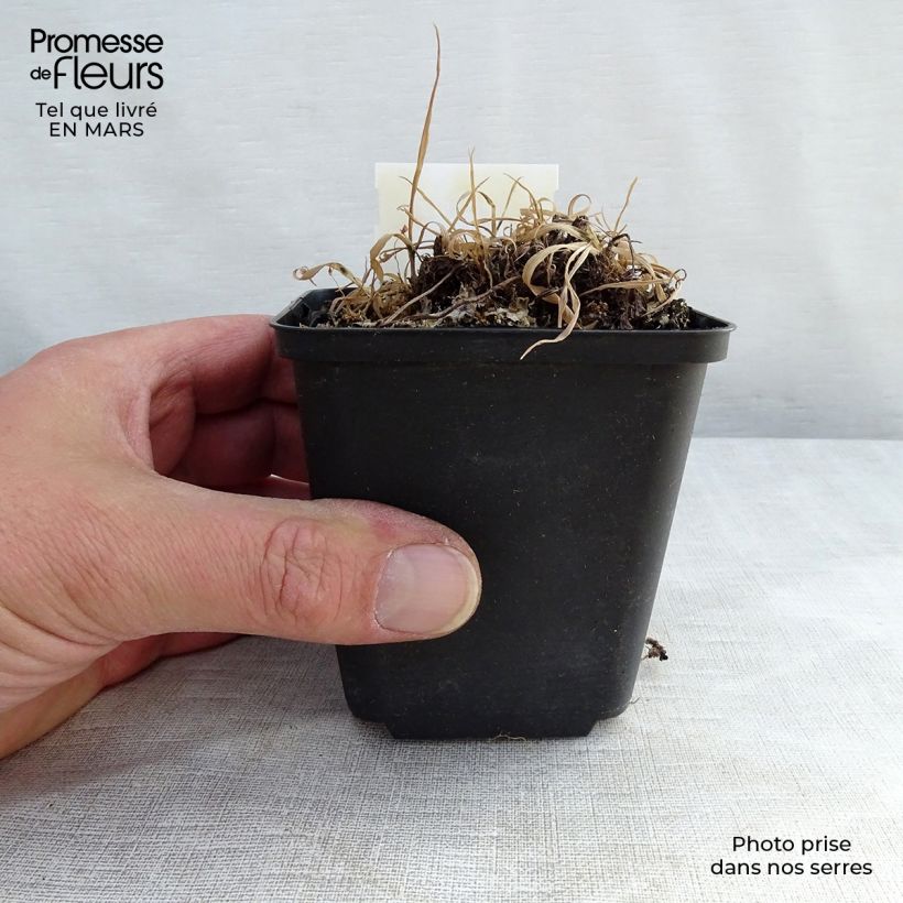 Spécimen de Athyrium otophorum var. okanum - Fougère femelle du Japon Pot de 2L/3L tel que livré au printemps