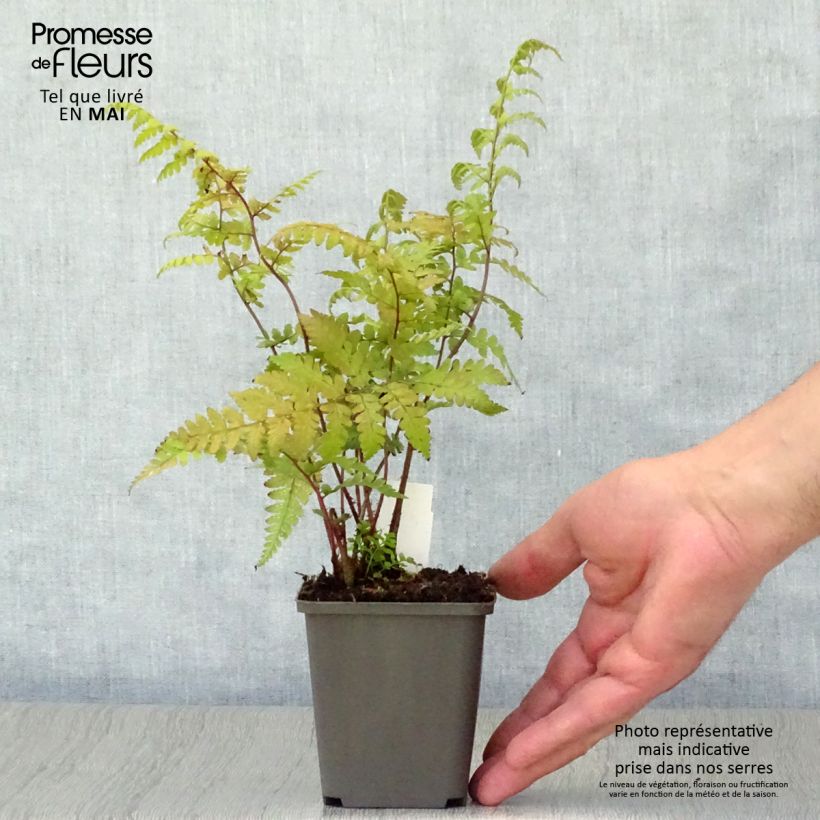 Example of Athyrium vidalii - Fougère de Vidal Godet de 8/9 cm as you get in printemps