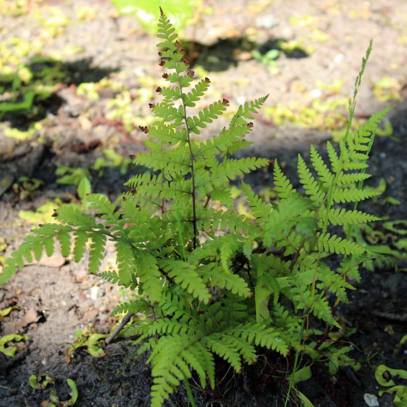 Athyrium vidalii - Fougère de Vidal (Plant habit)