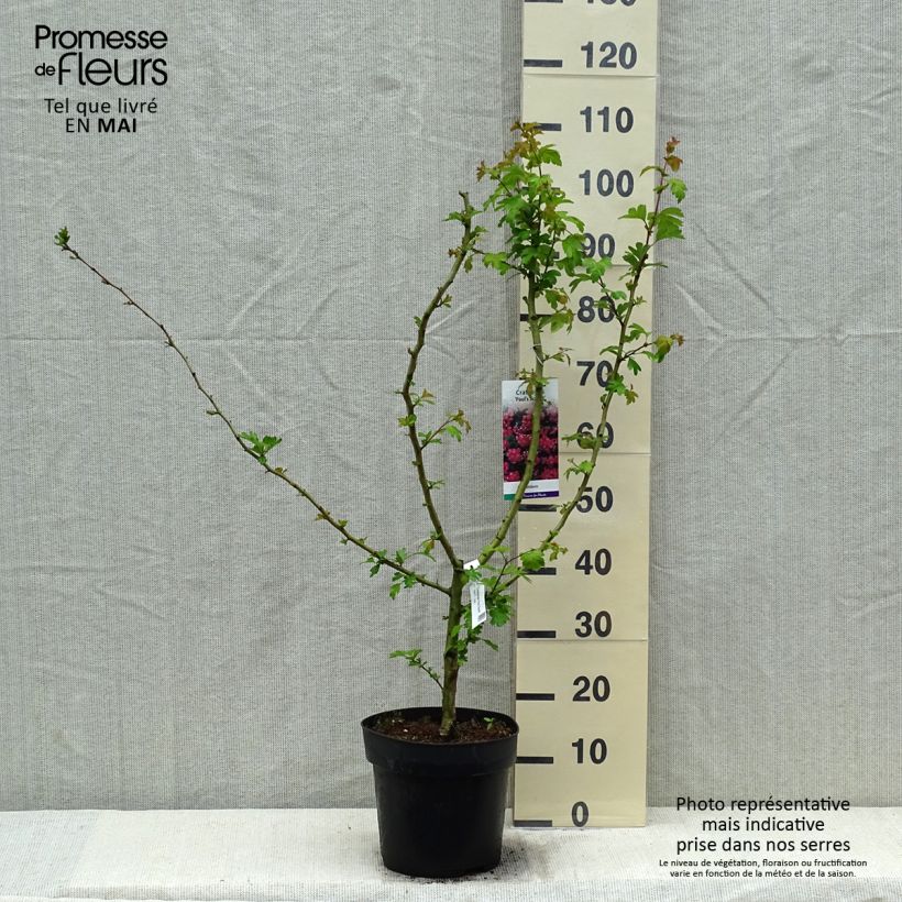 Example of Aubépine - Crataegus laevigata Paul's Scarlet Pot de 7,5L/10L as you get in printemps