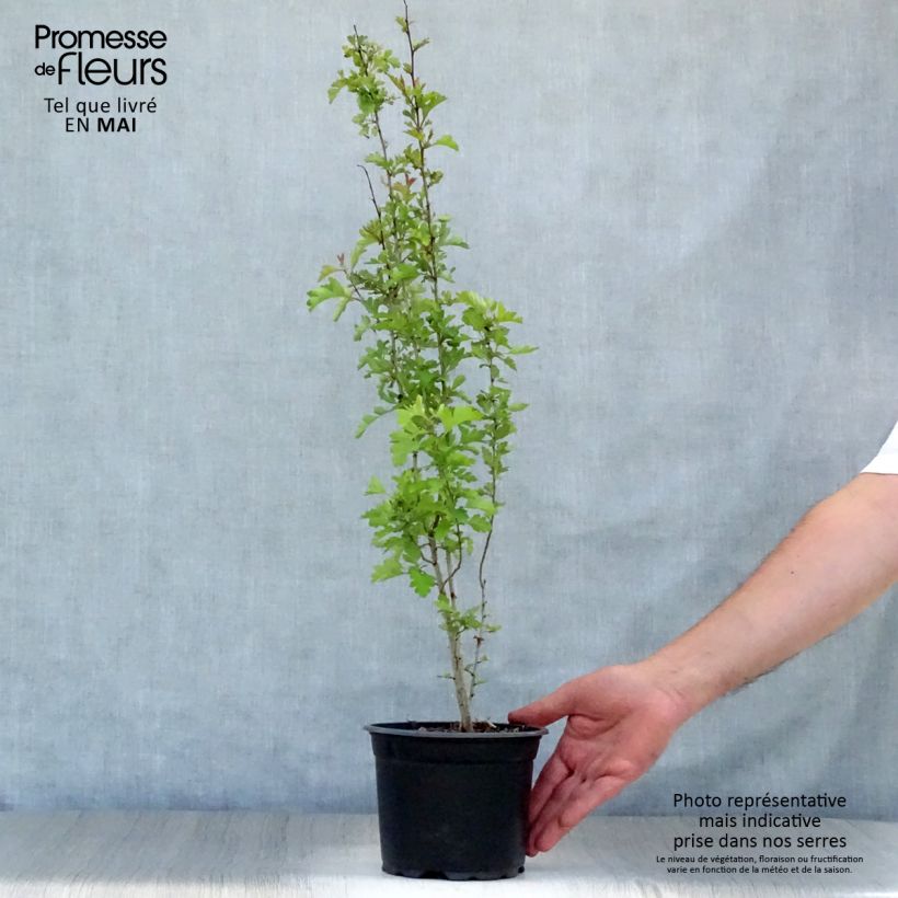 Spécimen de Aubépine, Epine blanche - Crataegus monogyna Pot de 2L/3L tel que livré au printemps