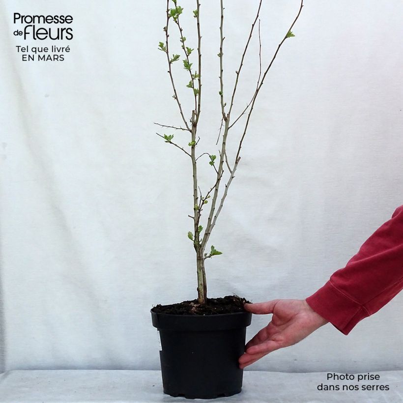 Spécimen de Aubépine, Epine blanche - Crataegus monogyna Pot de 4L/5L tel que livré au printemps