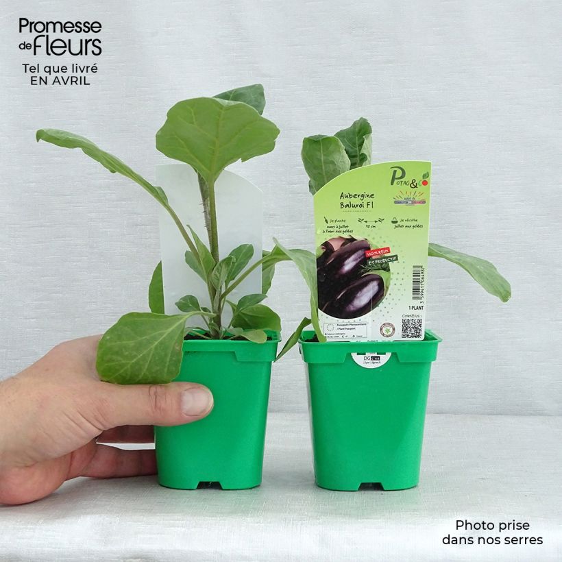 Spécimen de Aubergine Baluroi  F1 Pot de 10 cm/11cm tel que livré au printemps