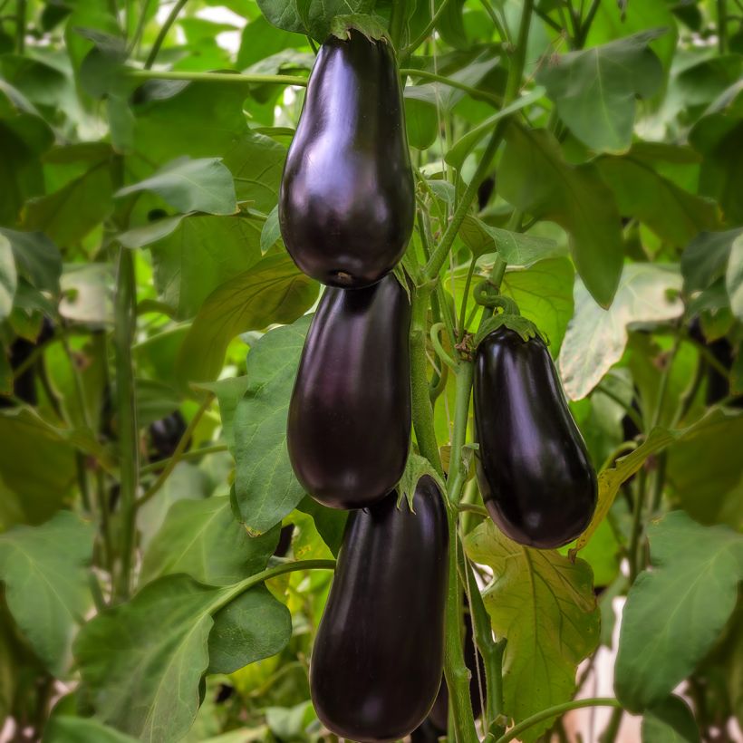 Aubergine Black Beauty Bio - Ferme de Sainte Marthe (Port)