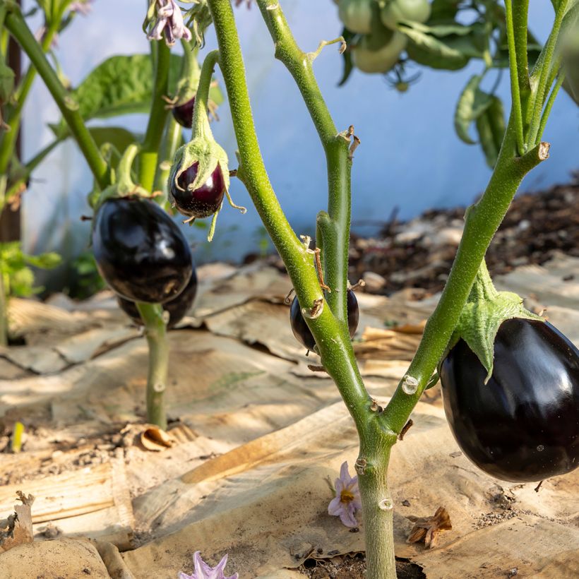 Aubergine Bonica F1  - Solanum melongena (Port)