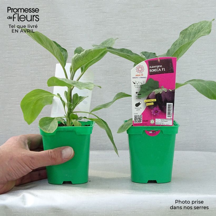 Example of Aubergine Bonica F1 en plants Pot de 10 cm/11cm as you get in printemps