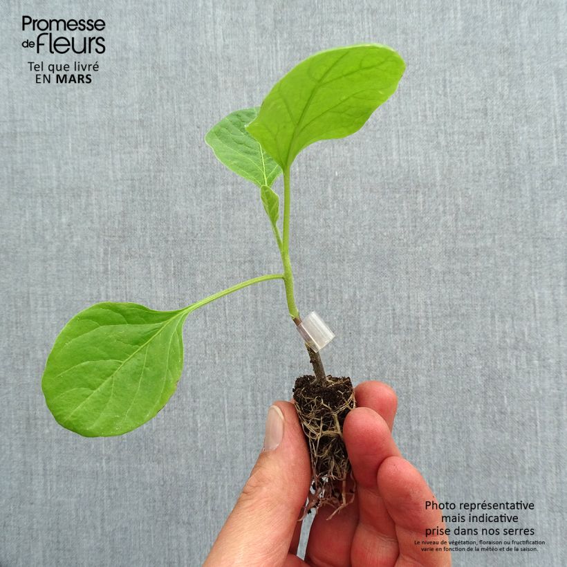 Example of Aubergine Clara F1 en plants GREFFES BIO Mini-motte Ø 1,5/2,5 cm as you get in printemps