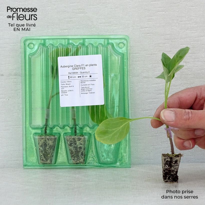 Spécimen de Aubergine Clara F1 en plants GREFFES  Mini-motte Ø 3/4 cm, Plant greffé de 5 à 10 cm de hauteur tel que livré au printemps