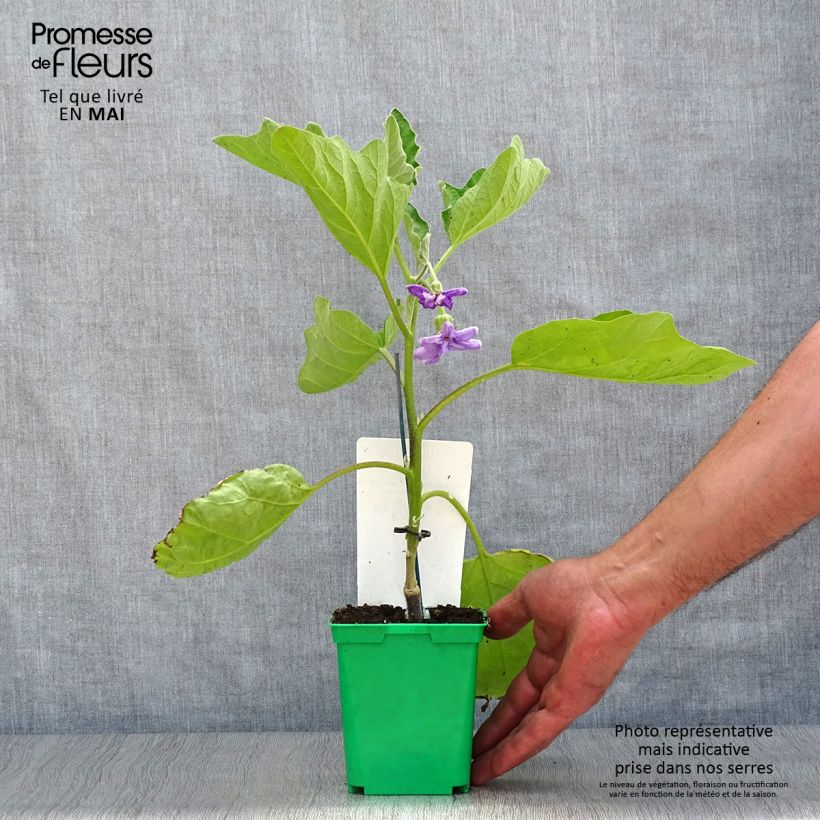 Spécimen de Aubergine Clara F1 en plants GREFFES  Godet de 8/9 cm tel que livré au printemps