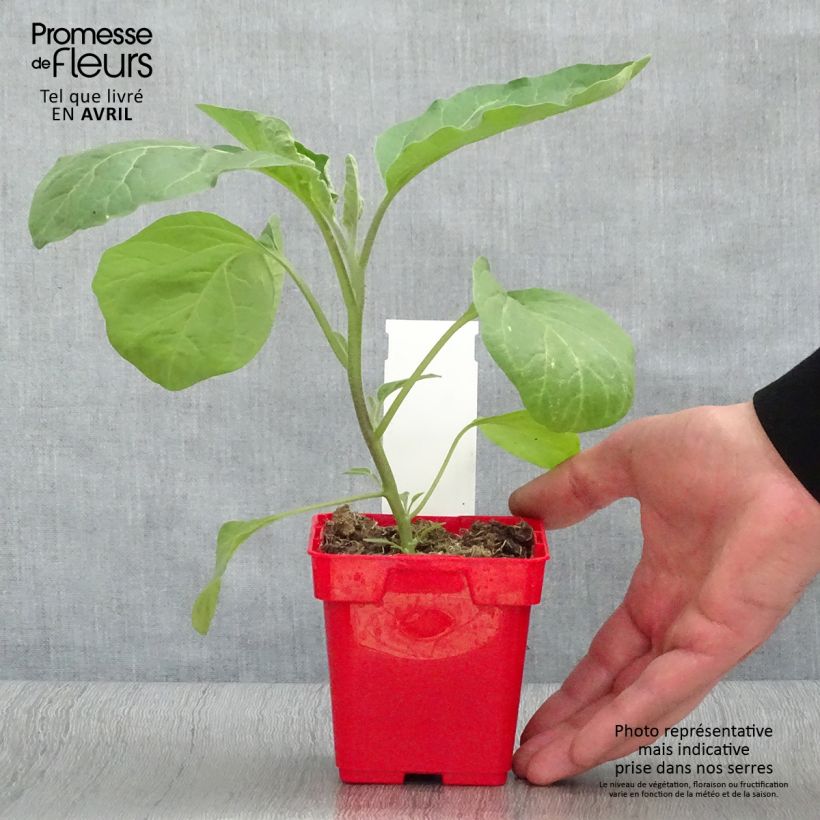 Example of Aubergine Classic hybrid F1 Pot de 10 cm/11cm as you get in printemps