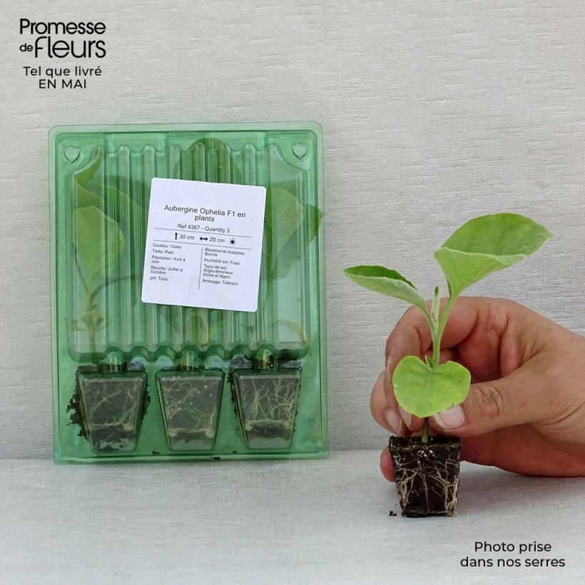 Spécimen de Aubergine Ophelia F1 en plants Mini-motte Ø 3/4 cm, Livré en hauteur de 5 à 10 cm tel que livré au printemps