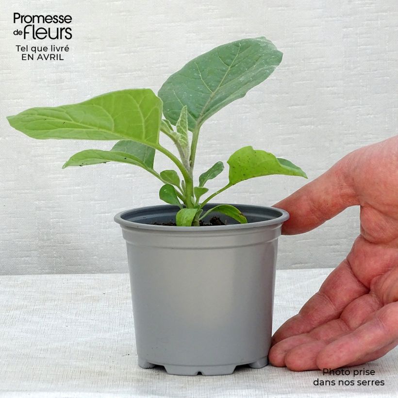 Spécimen de Aubergine Ophelia F1 en plants Godet de 8/9 cm tel que livré au printemps
