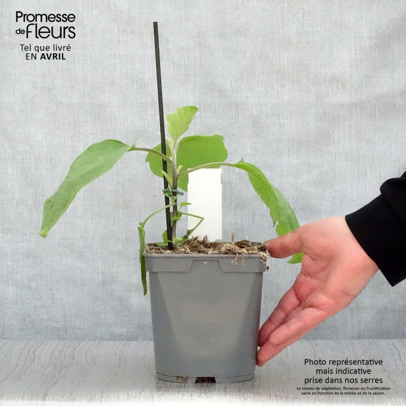 Spécimen de Aubergine Sultane en plants GREFFES en pot  Pot de 10 cm/11cm tel que livré au printemps