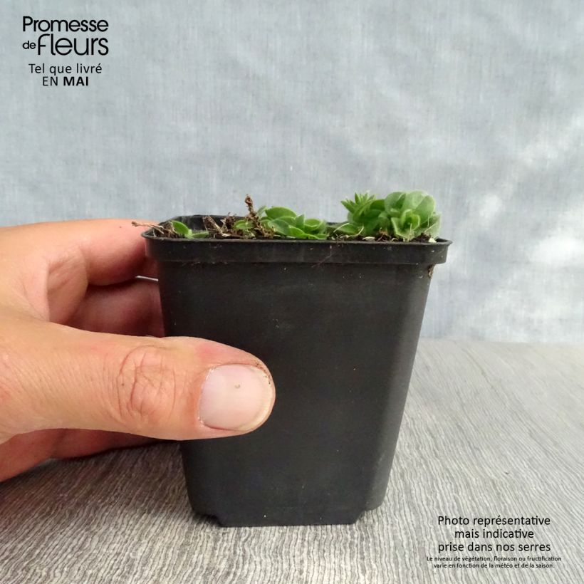 Example of Aubrieta Bressingham Red - Aubriète rouge Godet de 8/9 cm as you get in printemps