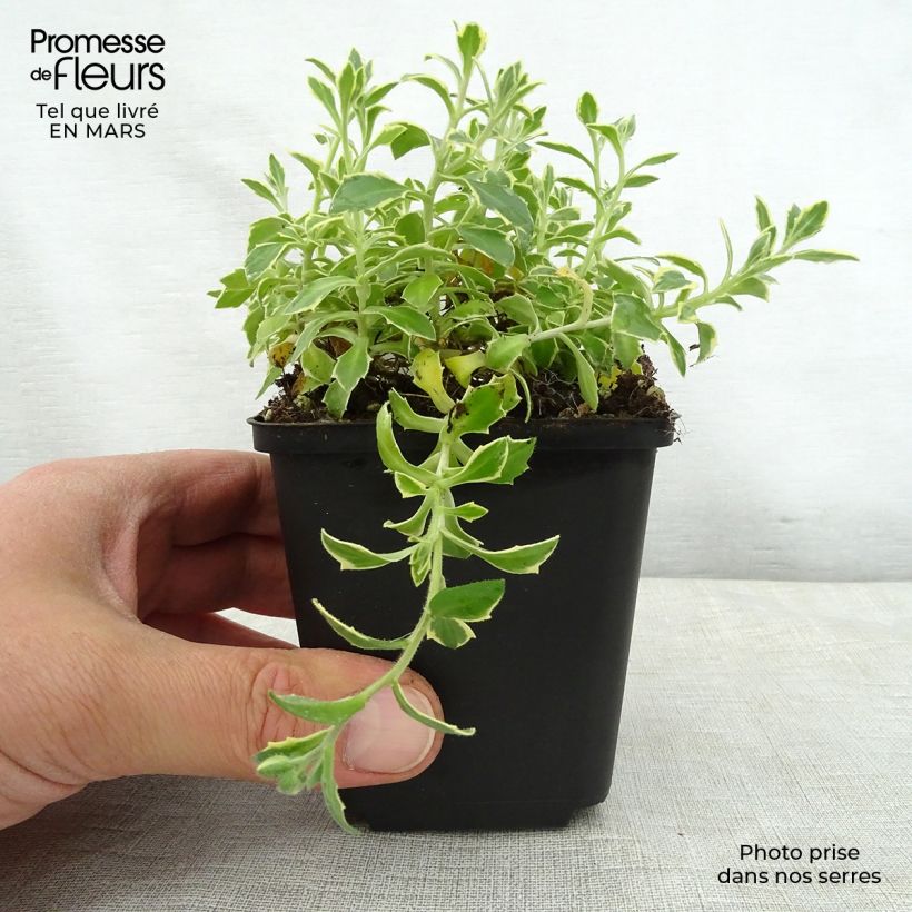 Example of Aubrieta Dr Mules Variegated Godet de 8/9 cm as you get in printemps