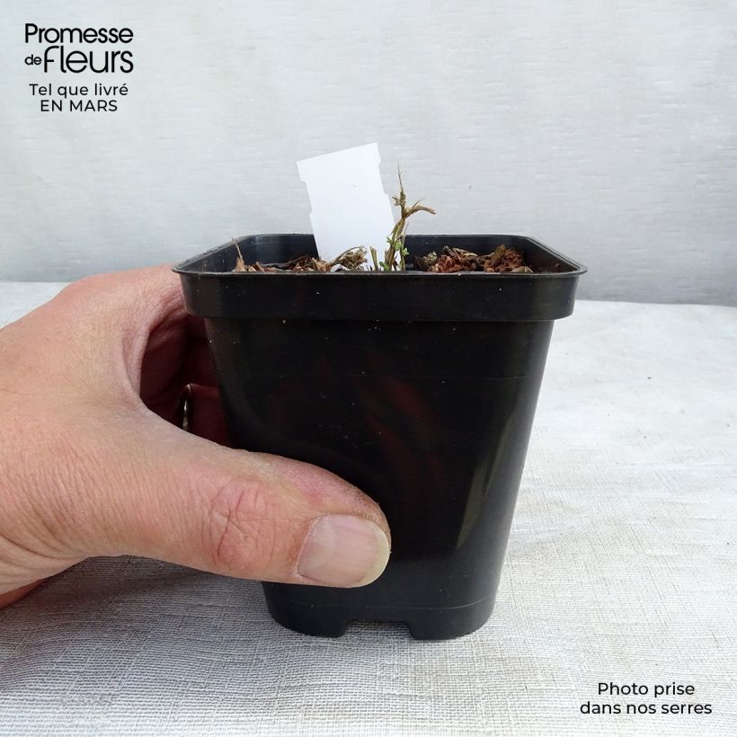 Spécimen de Aubrieta Royal Blue - Aubriète Godet de 8/9 cm tel que livré au printemps