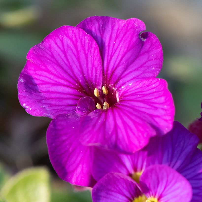 Aubriète, Aubrietia Elsa Lancaster (Flowering)