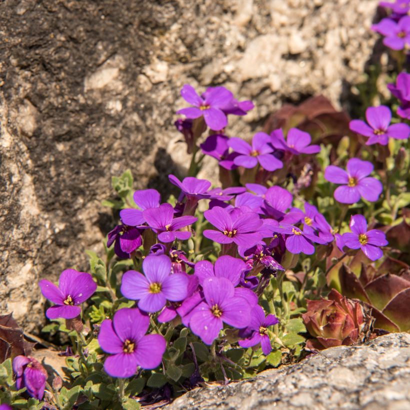 Aubriète, Aubrietia Elsa Lancaster (Plant habit)