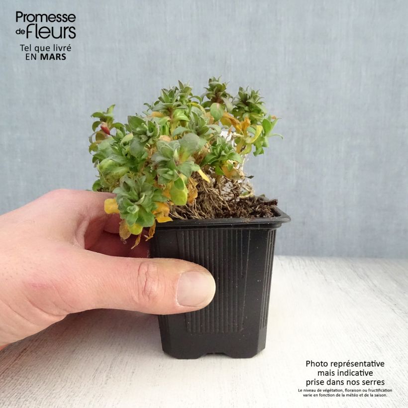 Example of Aubriète Florado Rose - Aubrieta gracilis Godet de 8/9 cm as you get in printemps