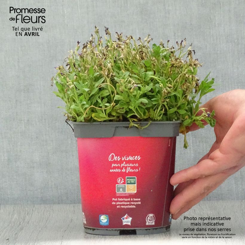 Spécimen de Aubriète Florado Rose-Red - Aubrieta gracilis Pot de 2L/3L tel que livré au printemps